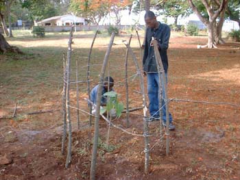 2003.12.30 - A Bodhi saplin planting at(first president) Nyerere's garden in Dar es salaam..