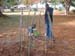 2003.12.30 - A Bodhi saplin planting at(first president) Nyerere's garden in Dar es salaam..
